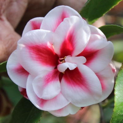 Tama Pinwheel